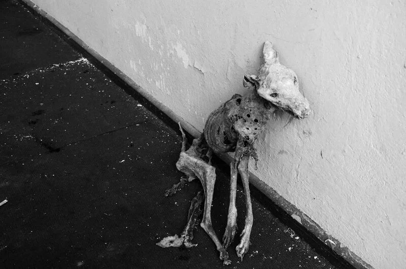 dog.jpg